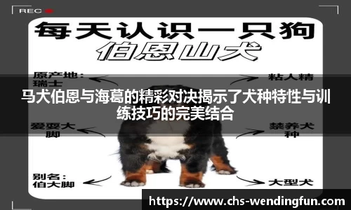 马犬伯恩与海葛的精彩对决揭示了犬种特性与训练技巧的完美结合
